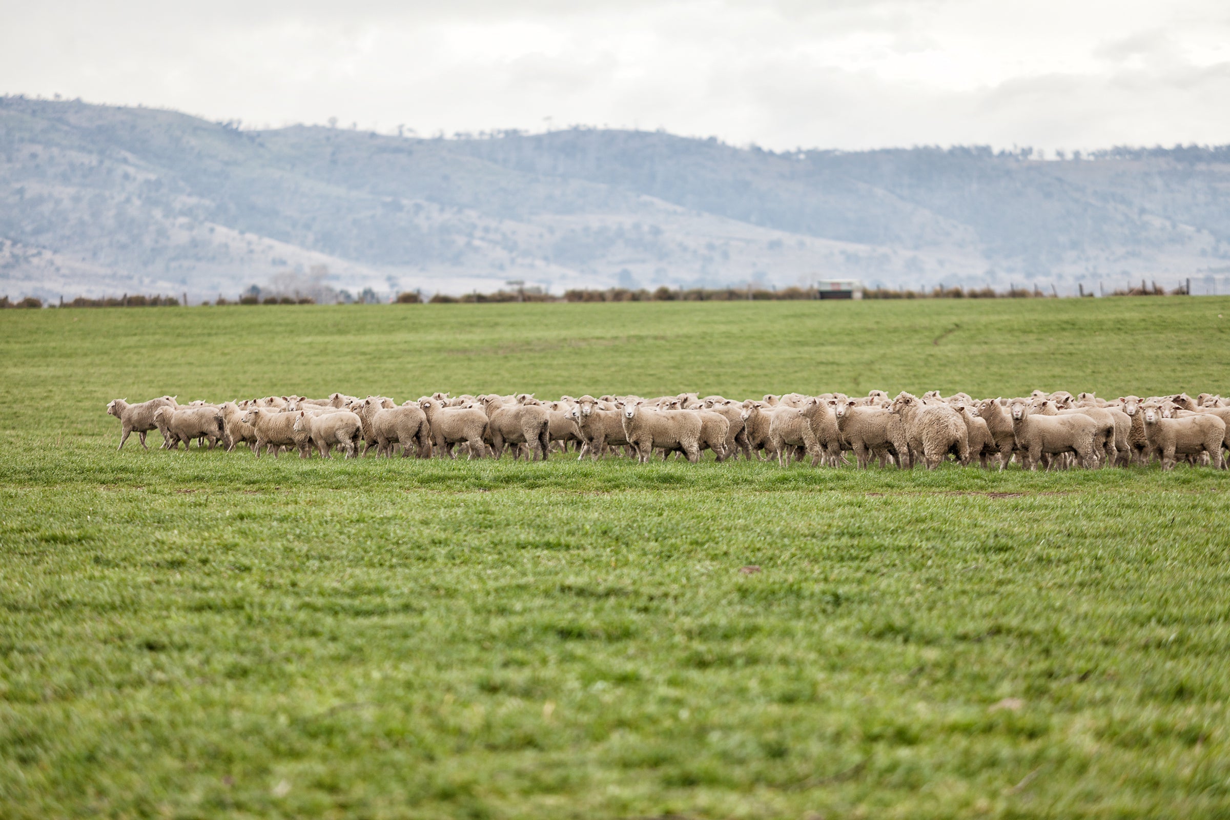 A flock of merino sheep grazing in a green field with hills in the background