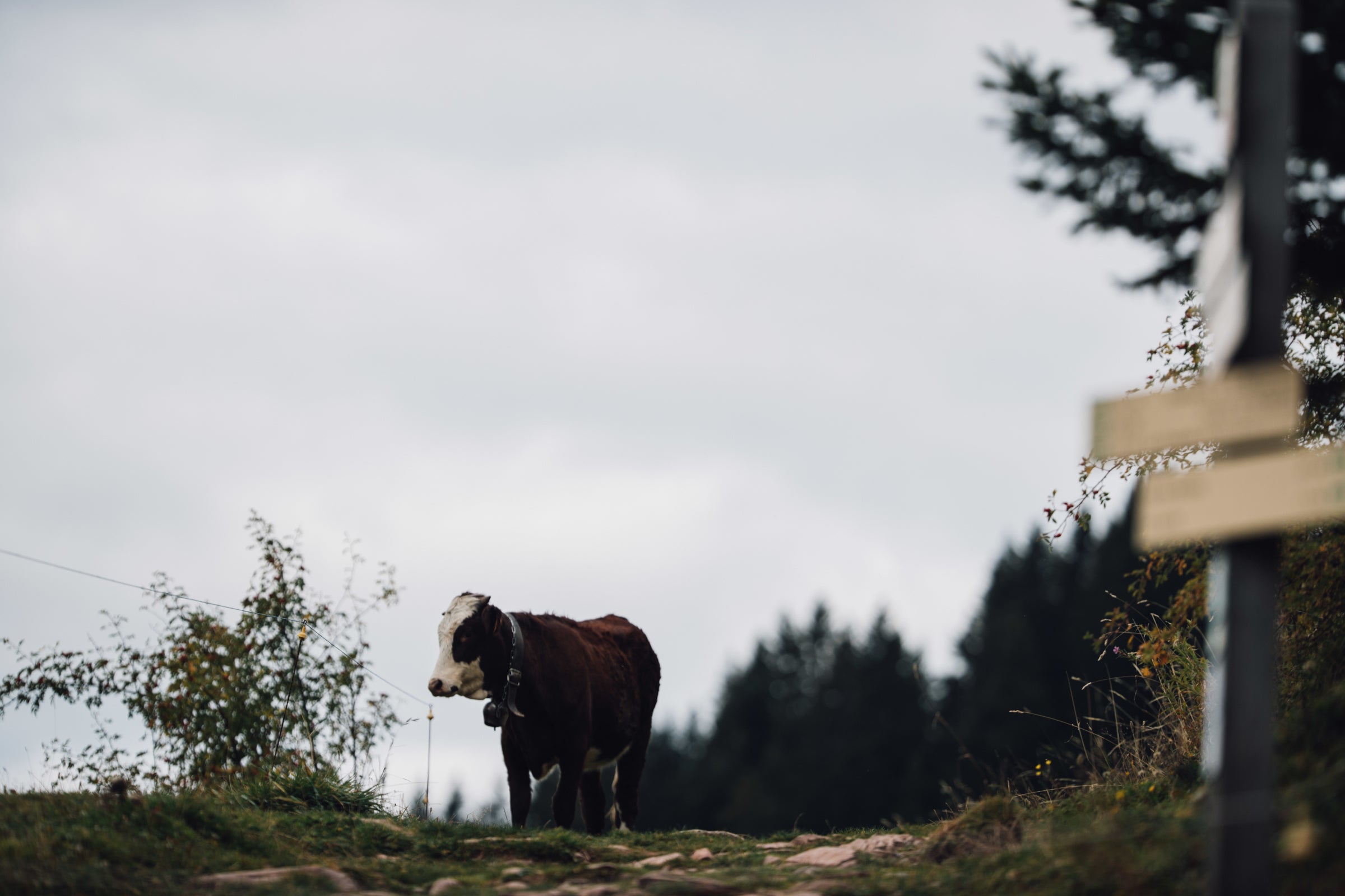 Eine Kuh auf einem Wanderweg neben einem Wegweiser in ländlicher Umgebung